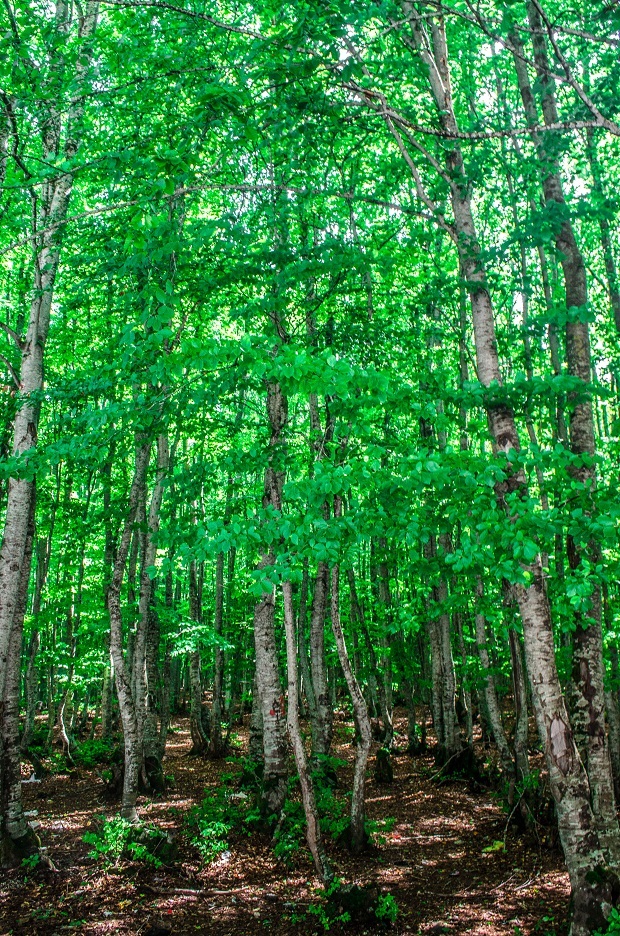 Mavrovo National Park, FYROM