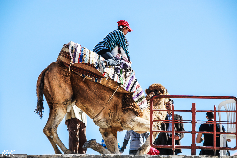 two kids riding a camel in El Djem, Tunisia