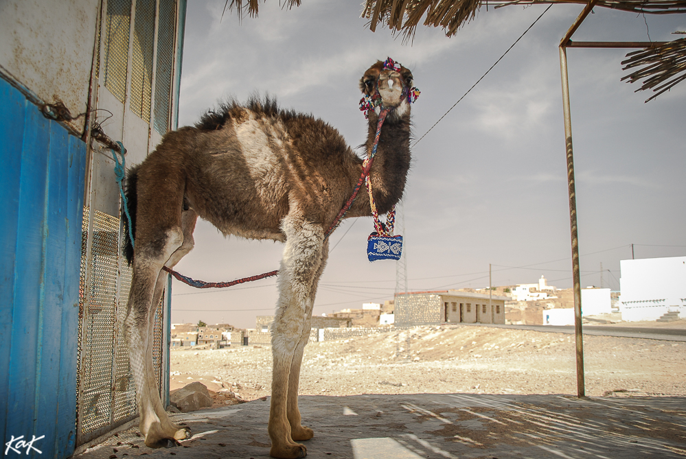 baby camel in Tunisia