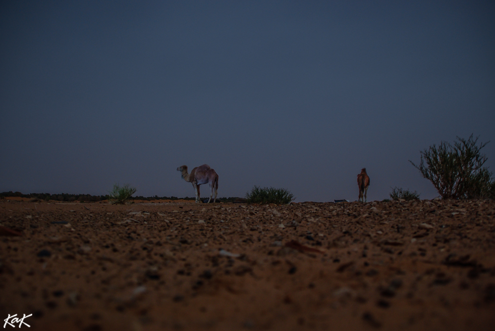 sahara at night