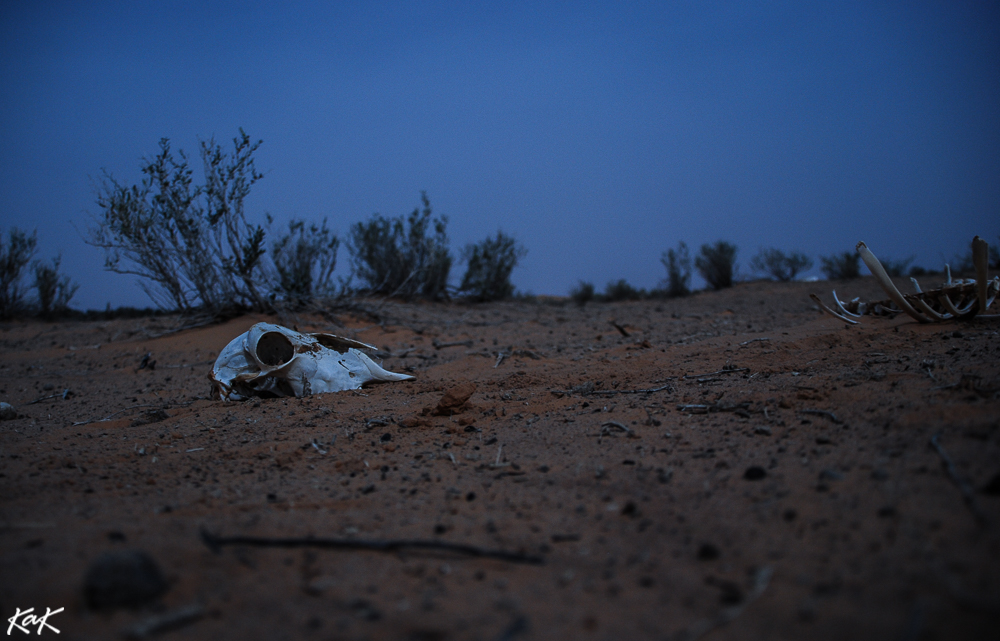 sahara at night, bones