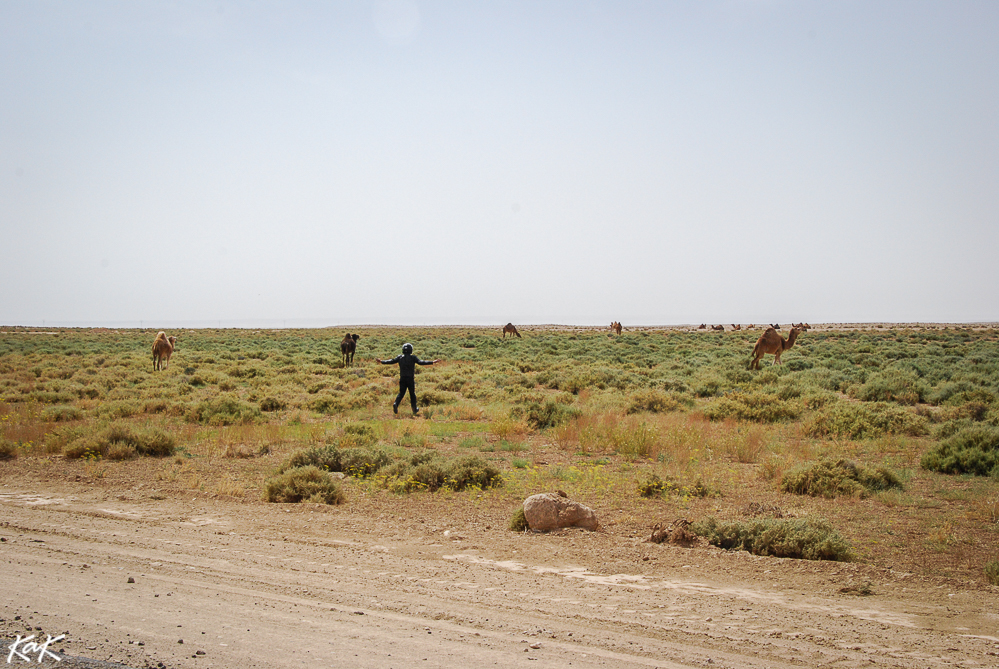 tunisia camels