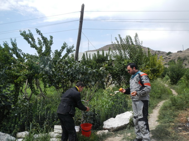 Armenia fruits