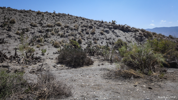 Tabernas