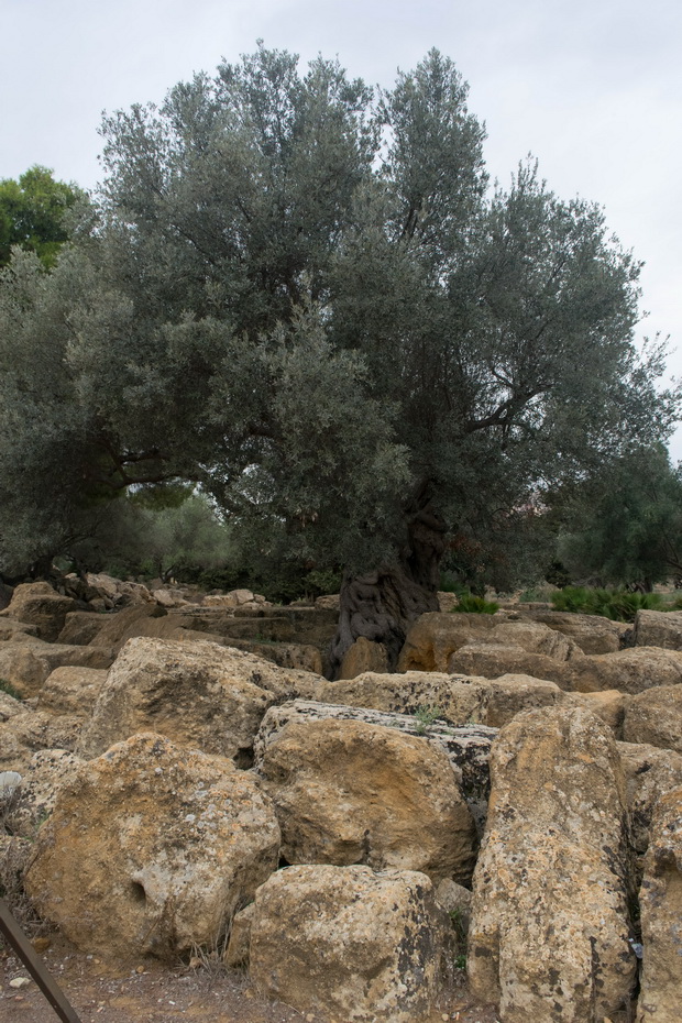 Valley of the Temples, Agrigento