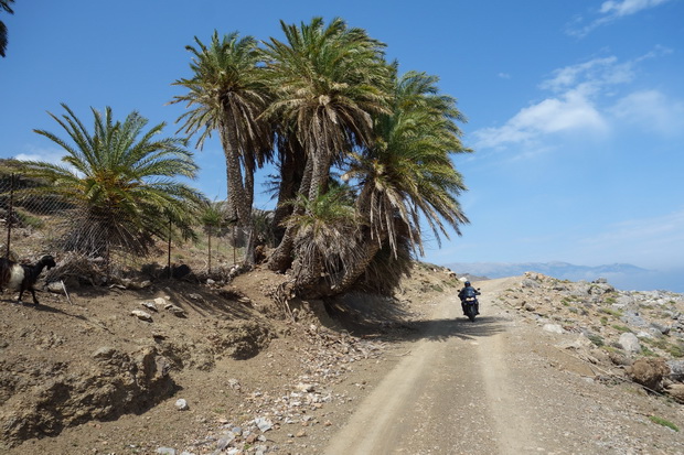 Palm grove of Saint Anthony