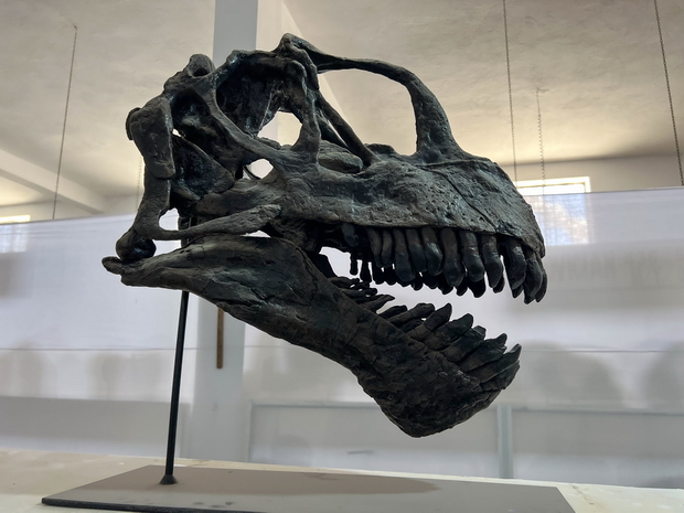 Tahiri museum of fossils