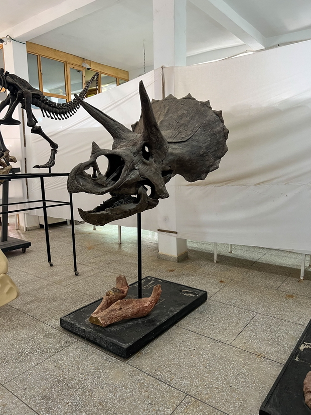 Tahiri museum of fossils