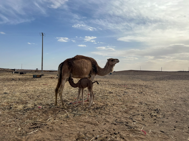 Erg Chebbi