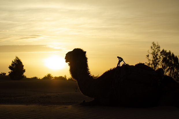 Erg Chebbi