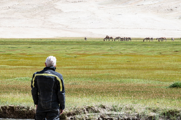 Puga thermal springs