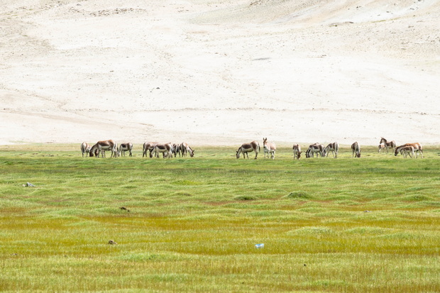 Puga thermal springs