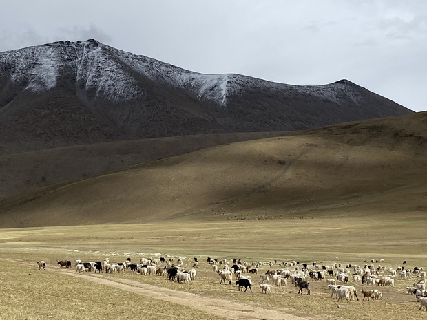 The mighty Himalayans